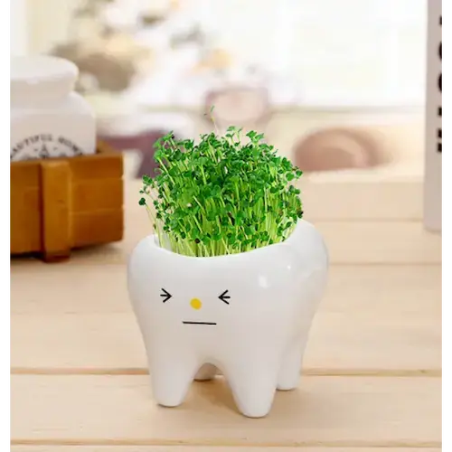 Teeth Flower Pot , Funny Ceramic Gift Pot blink Variant GiftDealAU product image. Cute white ceramic tooth-shaped planter with green sprouts on a wooden surface.