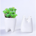 Teeth Flower Pot , Funny Ceramic Gift Pot GiftDealAU product image
White ceramic tooth-shaped planter with a green succulent on a white background