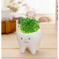 Teeth Flower Pot , Funny Ceramic Gift Pot blink Variant GiftDealAU product image. Cute white ceramic tooth-shaped planter with green sprouts on a wooden surface.