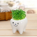 Teeth Flower Pot , Funny Ceramic Gift Pot naughty Variant GiftDealAU product image. Ceramic tooth-shaped planter with green sprouts on a wooden surface