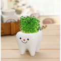Teeth Flower Pot , Funny Ceramic Gift Pot Smile Variant GiftDealAU product image. Cute tooth-shaped planter with green sprouts on a wooden surface