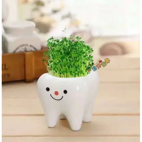 Teeth Flower Pot , Funny Ceramic Gift Pot Smile Variant GiftDealAU product image. Cute tooth-shaped planter with green sprouts on a wooden surface